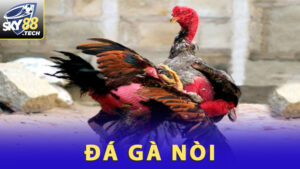 Đá Gà Nòi - Bí Quyết Chốt Kèo Đá Gà Cực Hay Từ Cao Thủ