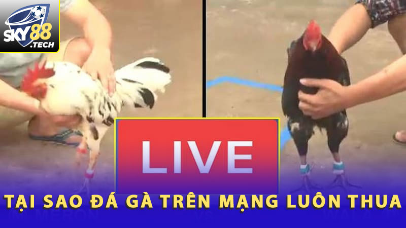 Giải Đáp Tại Sao Đá Gà Trên Mạng Luôn Thua Cho Tân Thủ