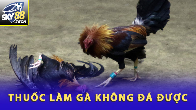 Thuốc Làm Gà Không Đá Được - Sự Thật Không Phải Ai Cũng Biết