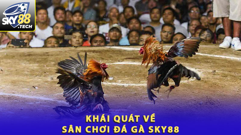 Khái quát về sân chơi đá gà Sky88