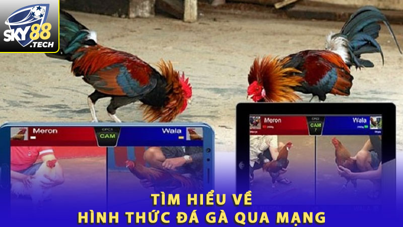 Tìm hiểu về hình thức đá gà qua mạng