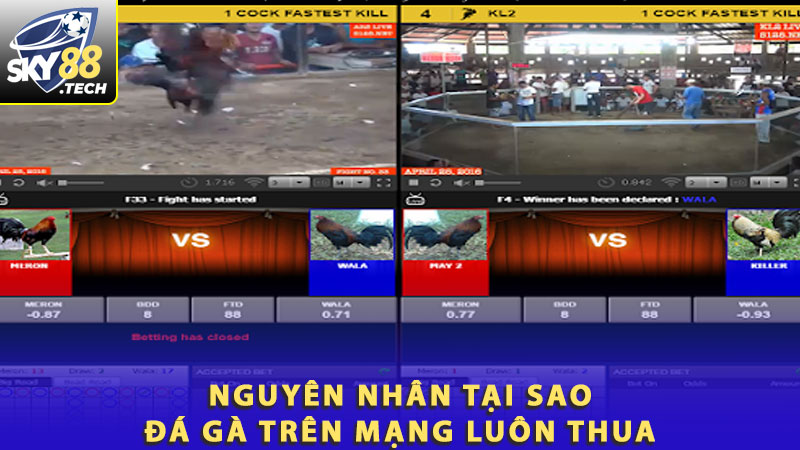 Nguyên nhân tại sao đá gà trên mạng luôn thua