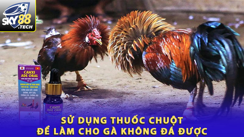 Sử dụng thuốc chuột để làm cho gà không đá được