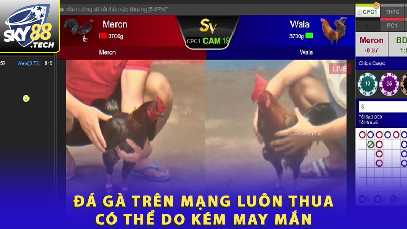 Đá gà trên mạng luôn thua có thể do kém may mắn