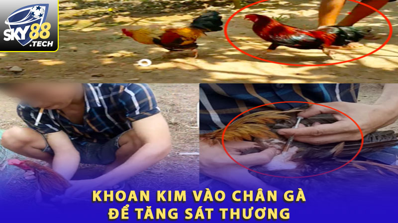 Khoan kim vào chân gà để tăng sát thương