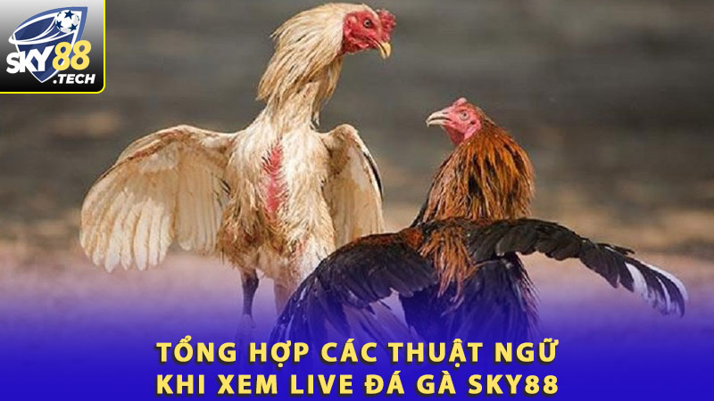 Tổng hợp các thuật ngữ khi xem live đá gà Sky88