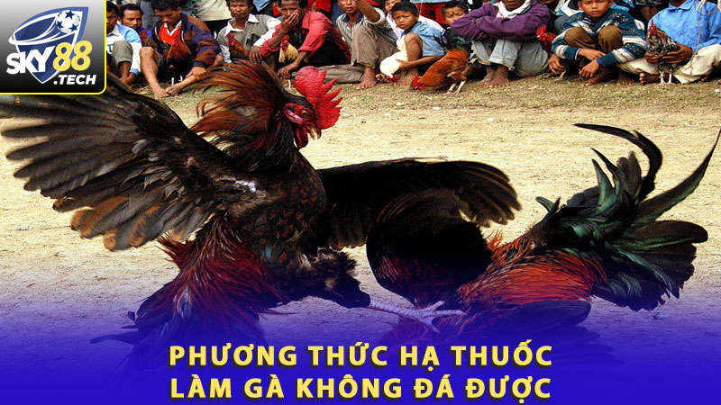 Phương thức hạ thuốc làm gà không đá được