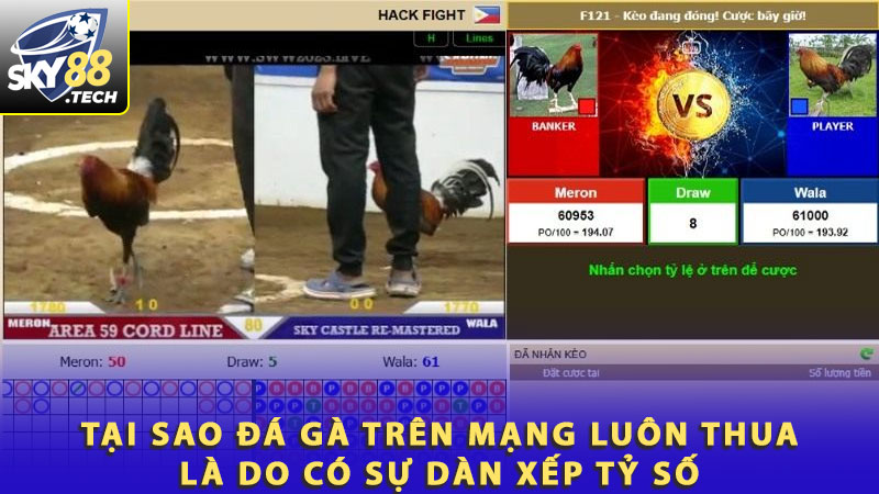 Tại sao đá gà trên mạng luôn thua là do có sự dàn xếp tỷ số
