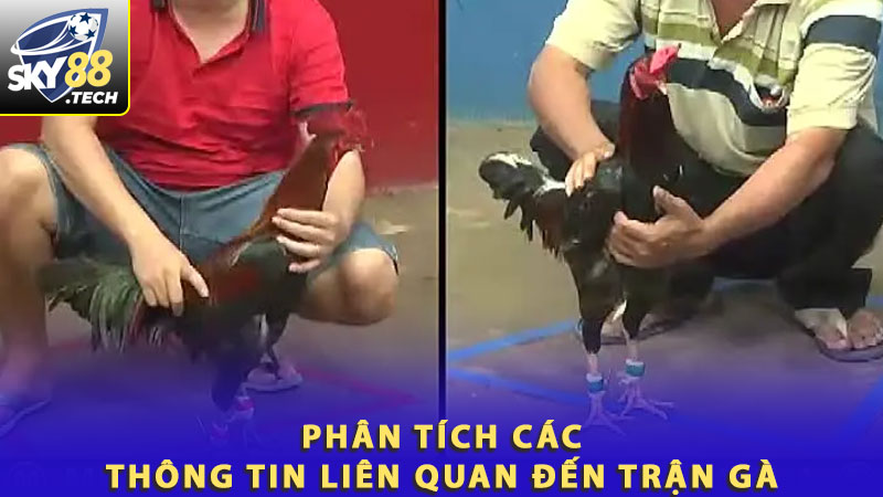 Phân tích các thông tin liên quan đến trận gà